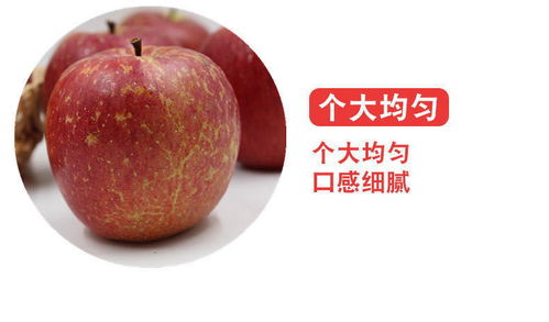 大涼山鹽源丑蘋果 冰糖心紅富士，應(yīng)季脆甜新鮮直達(dá)