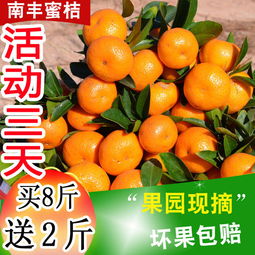 應季蜜桔正當時 從薄皮小紅蜜到經(jīng)典沙糖桔，新鮮水果批發(fā)指南